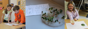 students work in groups on a science project involving growing seeds in a petrie dish