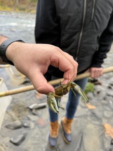 a person holds a crayfish while standing in a creek