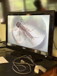 a bug is shown through a microscope