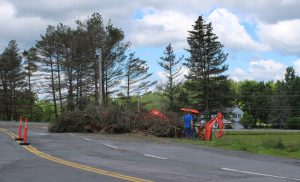 orange cones block off part of a paved driveway where dead branches have been piled